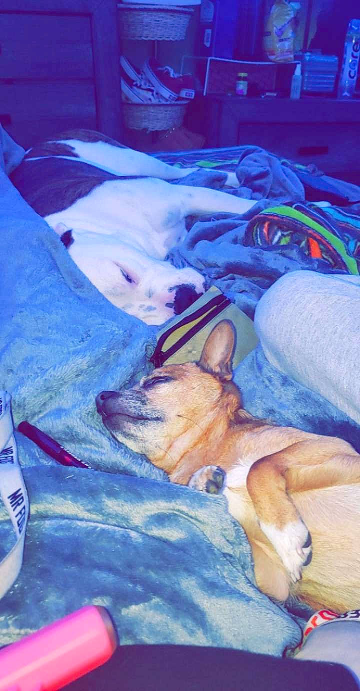 Skylar is registered to the contest to win money with this photo: canidae, carnivore, comfort, companion_dog, dog, dog_breed, electric_blue, fawn, foot, fun, fur, guard_dog, human_leg, leisure, linens, nap, paw, sleep, sporting_group, whiskers