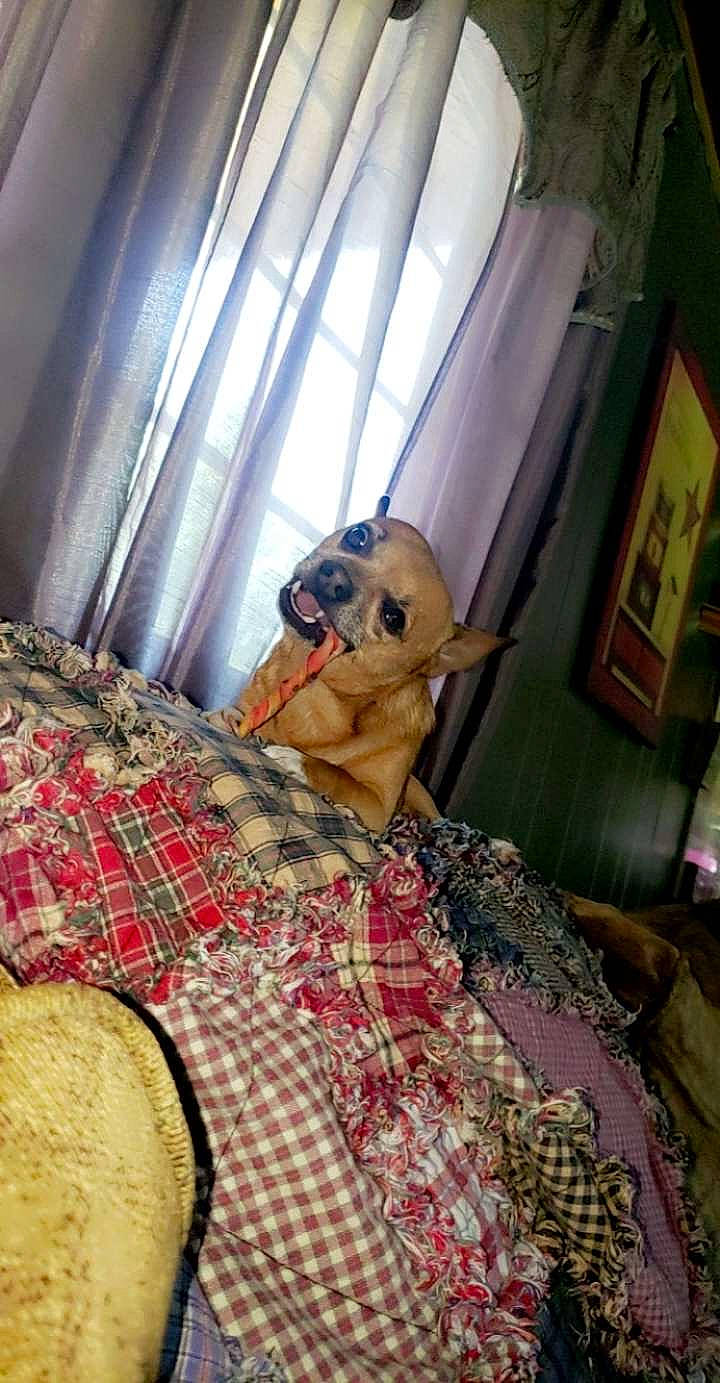 Skylar joined the competition — help win amazing prizes! bed, bed_sheet, bedding, bedroom, carpet, comfort, curtain, eyewear, fashion_design, flooring, fun, fur, interior_design, linens, pattern, plaid, sunglasses, tartan, textile, wood