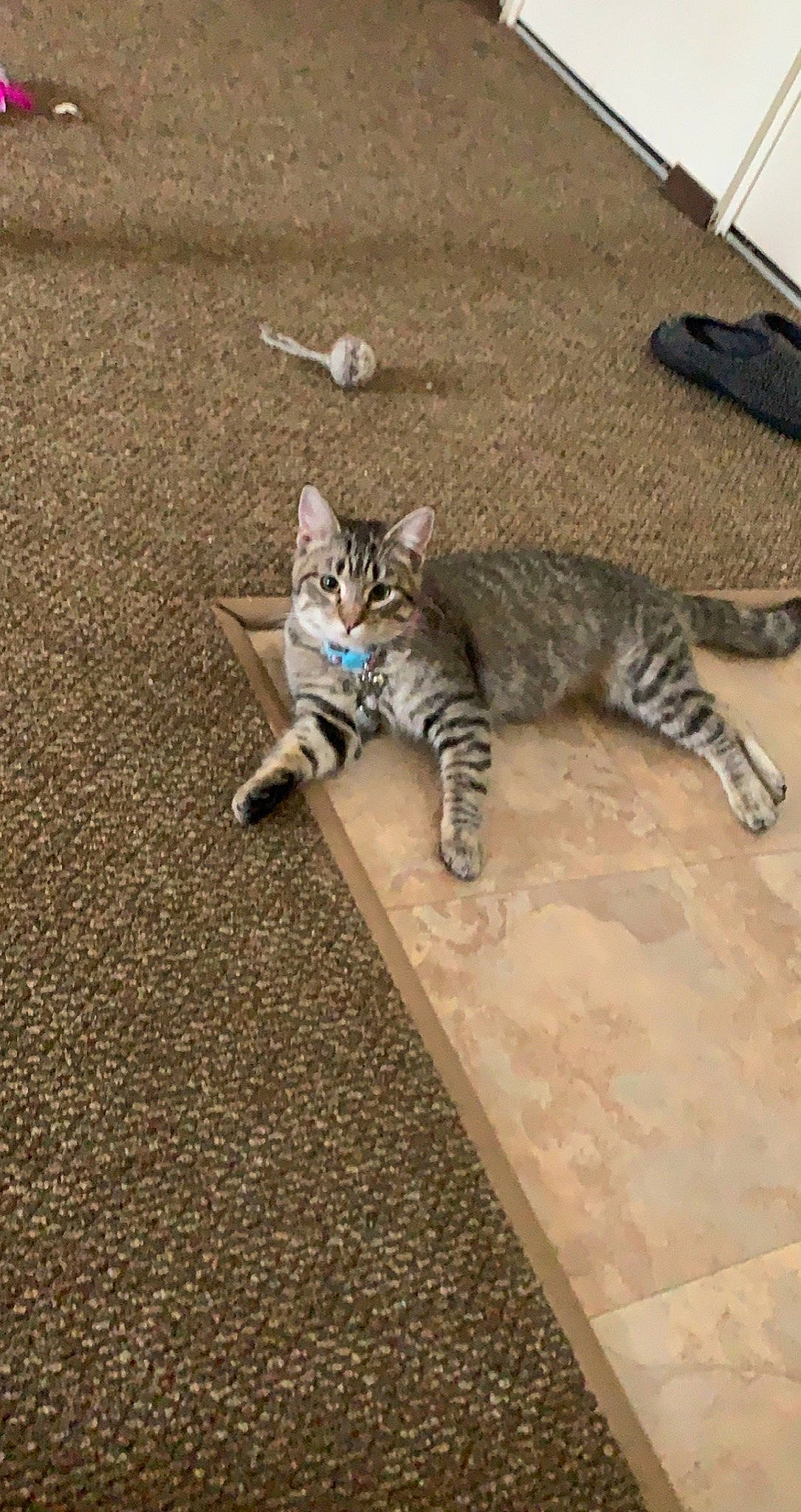 Avery is registered to the contest to win money with this photo: asphalt, carnivore, cat, claw, domestic_short_haired_cat, felidae, flooring, foot, fur, grey, paw, road_surface, small_to_medium_sized_cats, snout, tail, terrestrial_animal, whiskers, wildlife, wood