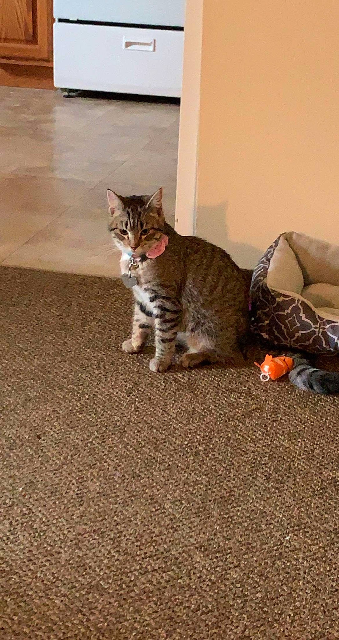 Avery joined the competition — help win amazing prizes! carnivore, cat, claw, comfort, domestic_short_haired_cat, fawn, felidae, floor, flooring, fur, hardwood, paw, sitting, small_to_medium_sized_cats, snout, tail, terrestrial_animal, whiskers, wildlife, wood