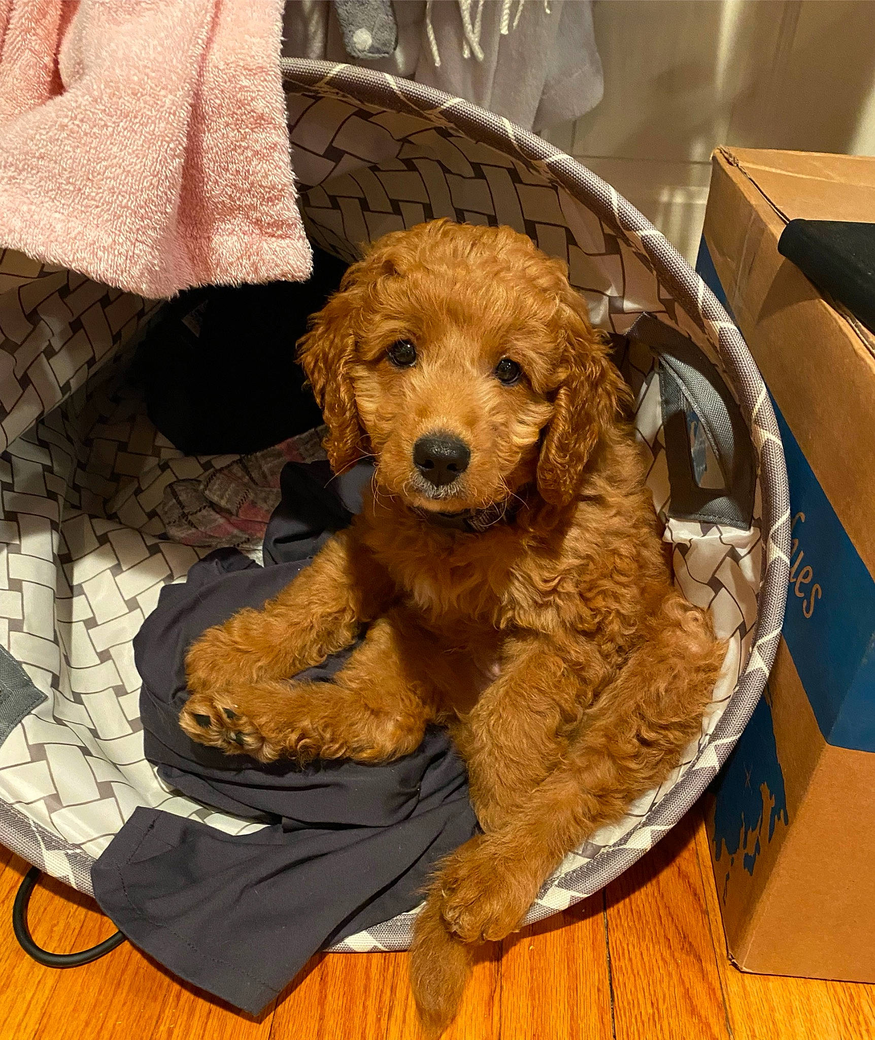 Buffalo joined the competition — help win amazing prizes! canidae, carnivore, comfort, companion_dog, dog, dog_breed, dog_supply, fawn, flooring, fur, linens, pet_supply, snout, sporting_group, stuffed_toy, terrier, toy, toy_dog, wood, working_animal