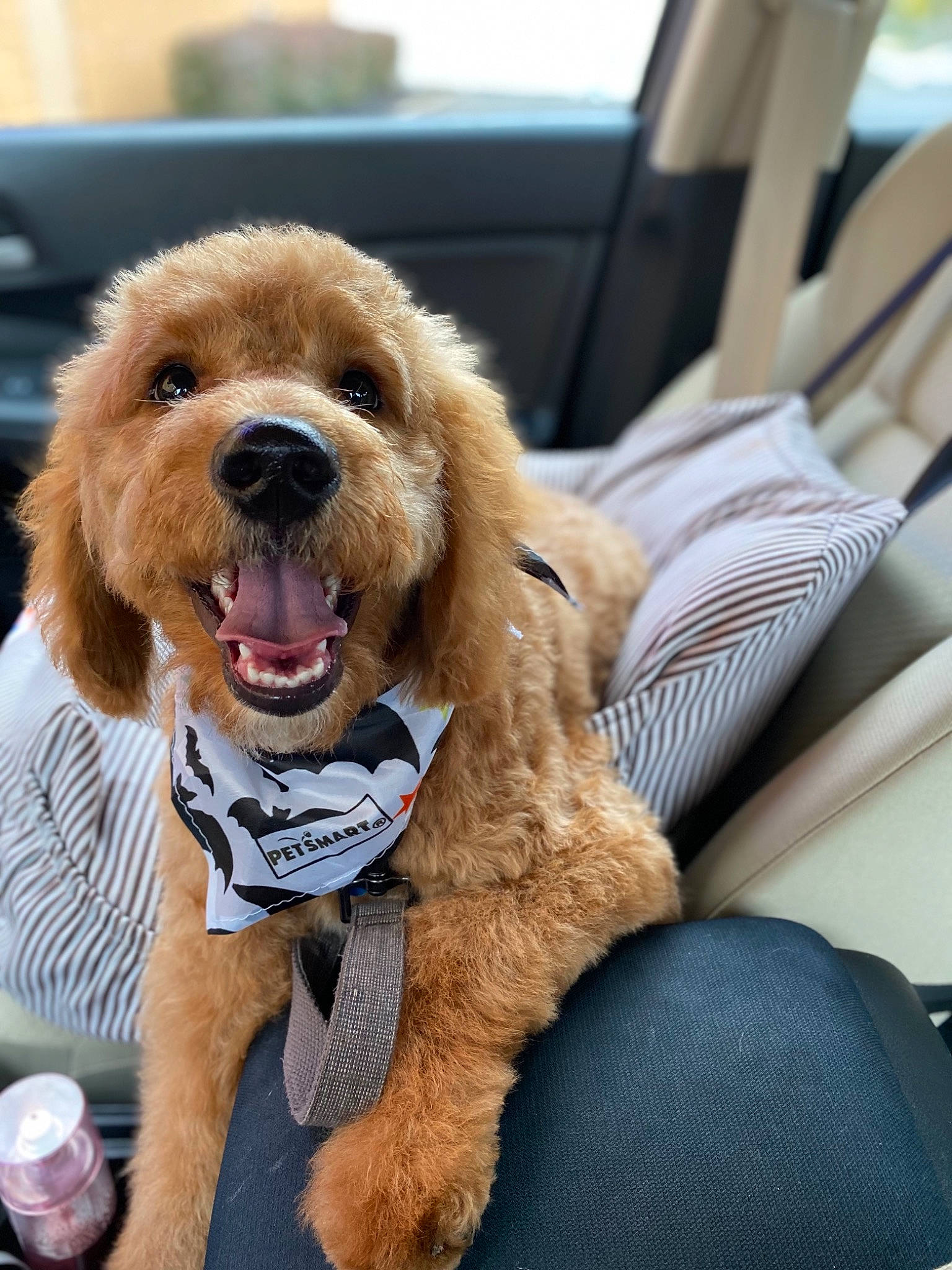 Buffalo is registered to the contest to win money with this photo: auto_part, car, car_seat, car_seat_cover, carnivore, companion_dog, dog, dog_breed, dog_collar, dog_supply, family_car, fawn, fur, liver, luxury_vehicle, motor_vehicle, puppy_love, snout, sporting_group, working_animal