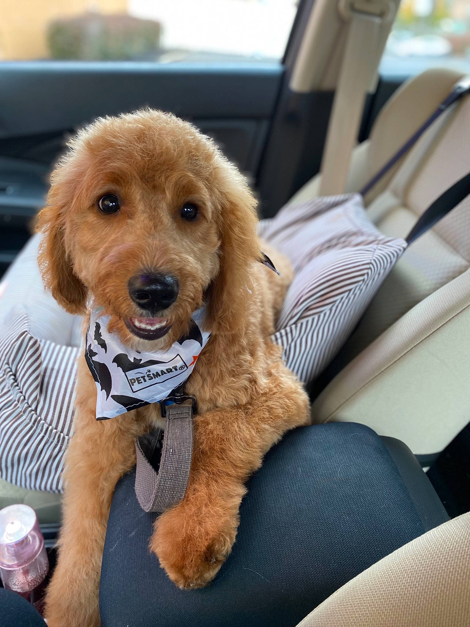 Buffalo joined the competition — help win amazing prizes! canidae, car, car_seat, car_seat_cover, carnivore, companion_dog, dog, dog_breed, family_car, fawn, fur, head_restraint, liver, motor_vehicle, personal_luxury_car, snout, sporting_group, steering_wheel, vehicle, vehicle_door