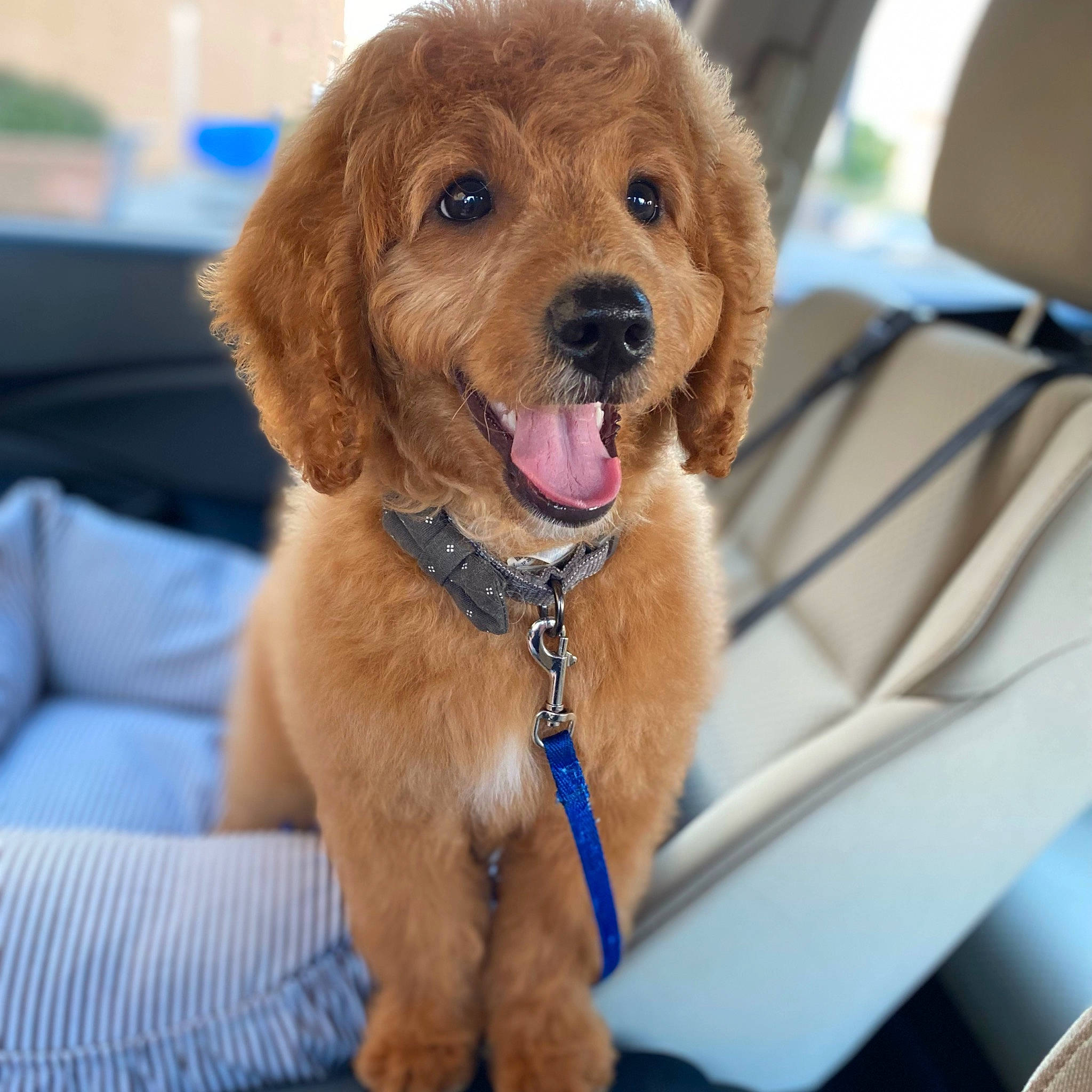 Buffalo joined the competition — help win amazing prizes! canidae, carnivore, collar, companion_dog, dog, dog_breed, dog_collar, dog_supply, fawn, fur, leash, liver, personal_protective_equipment, pet_supply, snout, sporting_group, working_animal