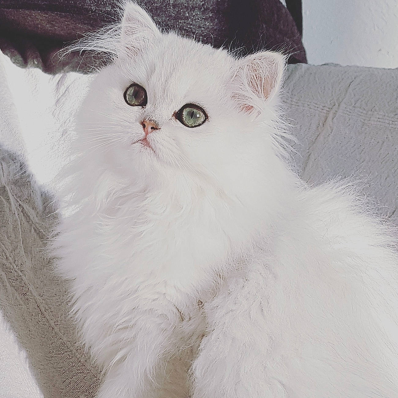 Queeny a rejoint le concours — aidez-le/la à gagner de superbes lots ! asian_semi_longhair, british_longhair, british_semi_longhair, british_shorthair, carnivore, cat, eye, felidae, fur, kitten, mammal, persian, small_to_medium_sized_cats, vertebrate, whiskers