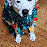 Harlequin joined the competition — help win amazing prizes! animal, blue_clothing, christmas_lights, cute, decorations, dog, domestic_animal, ears, expression, festive, fur, holiday, indoor, looking_up, paws, pet, portrait, sitting, white_dog, wooden_floor