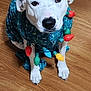 animal, blue_clothing, christmas_lights, cute, decorations, dog, domestic_animal, ears, expression, festive, fur, holiday, indoor, looking_up, paws, pet, portrait, sitting, white_dog, wooden_floor