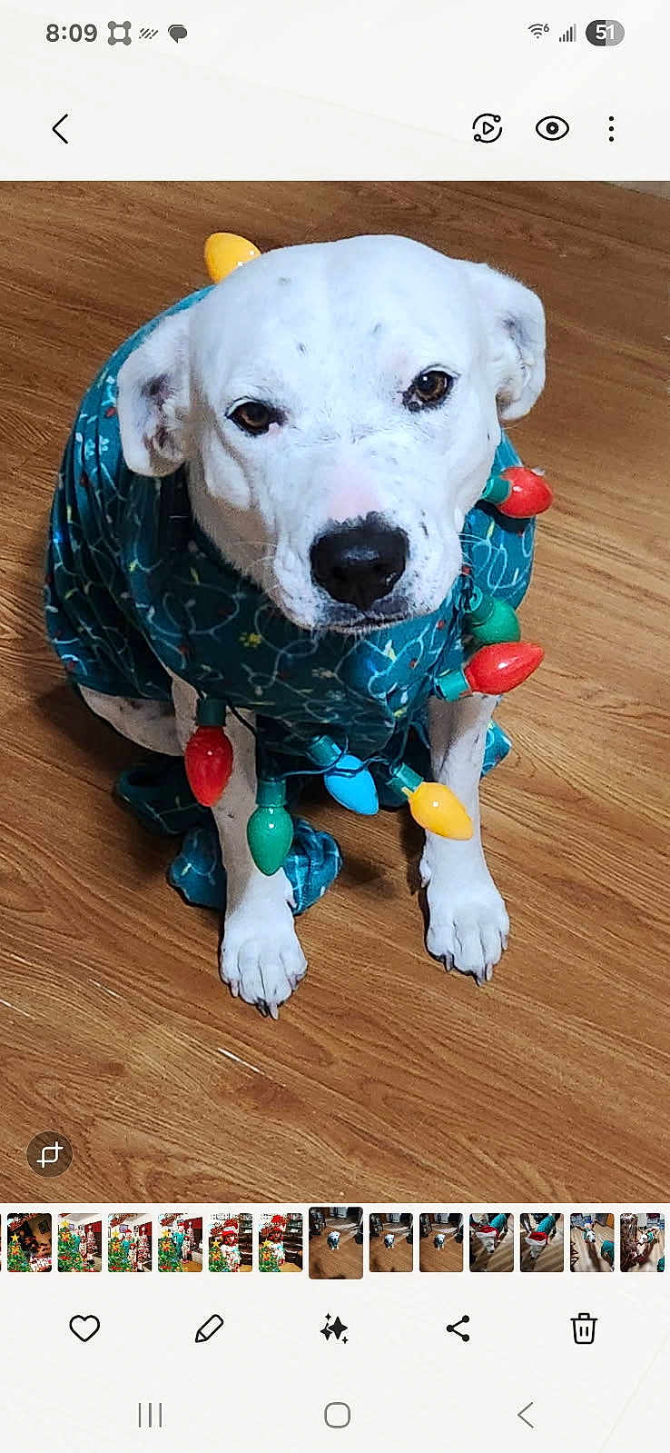 Harlequin