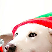 Tina Midura is registered to the contest to win money with this photo: animal, celebration, christmas, close_up, costume, cute, decorations, dog, festive, green_clothing, holiday_clothing, indoor, joyful, pet, red_clothing, reindeer_decoration, smiling, string_lights, tongue_out, white_dog