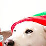 animal, celebration, christmas, close_up, costume, cute, decorations, dog, festive, green_clothing, holiday_clothing, indoor, joyful, pet, red_clothing, reindeer_decoration, smiling, string_lights, tongue_out, white_dog