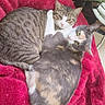 cat, cats, feline, pet, animal, snuggling, cozy, blanket, red_blanket, tabby_cat, calico_cat, indoor, resting, cute, fur, whiskers, tail, green_eyes, relaxed, companion