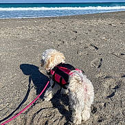 Bitsy joined the competition — help win amazing prizes! dog, beach, sand, ocean, waves, sky, clouds, leash, harness, pet, outdoor, sunny, water, animal, nature, vacation, summer, shore, walking, canine