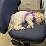 Bitsy joined the competition — help win amazing prizes! dog, white_dog, sleeping, curled_up, purple_harness, office_chair, blue_chair, indoor, floor, cabinet, drawer, wood_floor, fur, pet, resting, quiet, cozy, napping, canine, chair_wheels