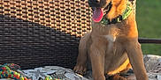 Duke is registered to the contest to win money with this photo: puppy, dog, outdoor, bench, cushion, toy, rope_toy, green_collar, sunlight, tongue_out, wicker_bench, pet, animal, grass, summer, happy, playful, young_dog, brown_dog, sitting