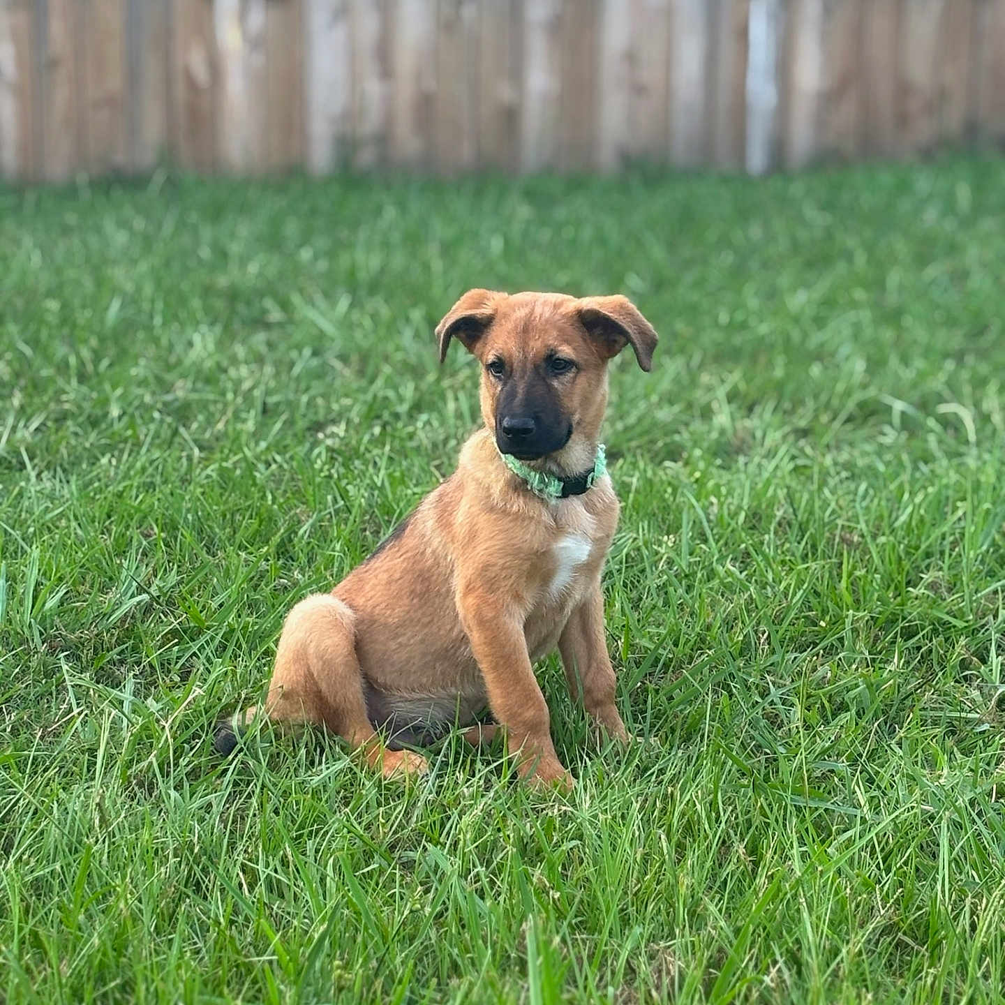 Duke