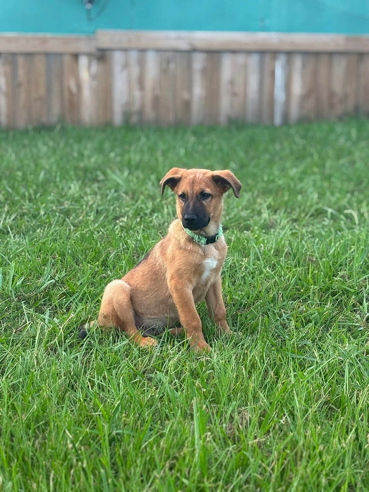 Duke is registered to the contest to win money with this photo: dog, puppy, grass, outdoor, fence, collar, pet, animal, young_dog, brown_dog, sitting, greenery, backyard, nature, mammal, canine, fur, ears, alert, daylight