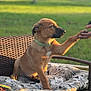 Duke is registered to the contest to win money with this photo: puppy, dog, paw, hand, wicker_chair, cushion, outdoor, grass, sunlight, greenery, pet, animal, friendship, trust, cute, brown_fur, collar, interaction, nature, relaxation