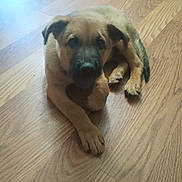 Duke joined the competition — help win amazing prizes! puppy, dog, floor, wooden_floor, pet, animal, indoor, young_dog, brown, black_snout, ears, legs, tail, lying_down, looking_up, cute, curious, domestic_animal, home, floor_vent
