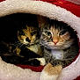 cat, cats, calico_cat, tabby_cat, feline, pet, animal, cozy, snuggling, fur, whiskers, indoor, cute, resting, closeup, face, eyes, paw, soft, cave