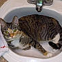 cat, tabby, sink, bathroom, faucet, collar, pearl, towel, domestic, pet, resting, indoor, curious, green_eyes, white, striped, fur, animal, cute, relaxed