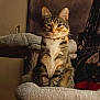 cat, tabby, pet, animal, feline, collar, cat_tree, indoor, cozy, perched, fur, whiskers, ears, portrait, tapestry, eiffel_tower, brown, white, gold, wall