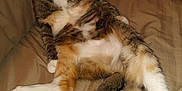 Duchess is registered to the contest to win money with this photo: cat, tabby, feline, pet, collar, bell, couch, beige, fur, whiskers, relaxed, indoor, animal, paw, tail, cute, sitting, looking_away, household, domestic