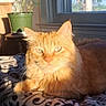 cat, orange_cat, feline, pet, animal, long_hair, green_eyes, whiskers, ears, sitting, lying_down, indoors, sunlight, window, forest, houseplant, blanket, cozy, portrait, home