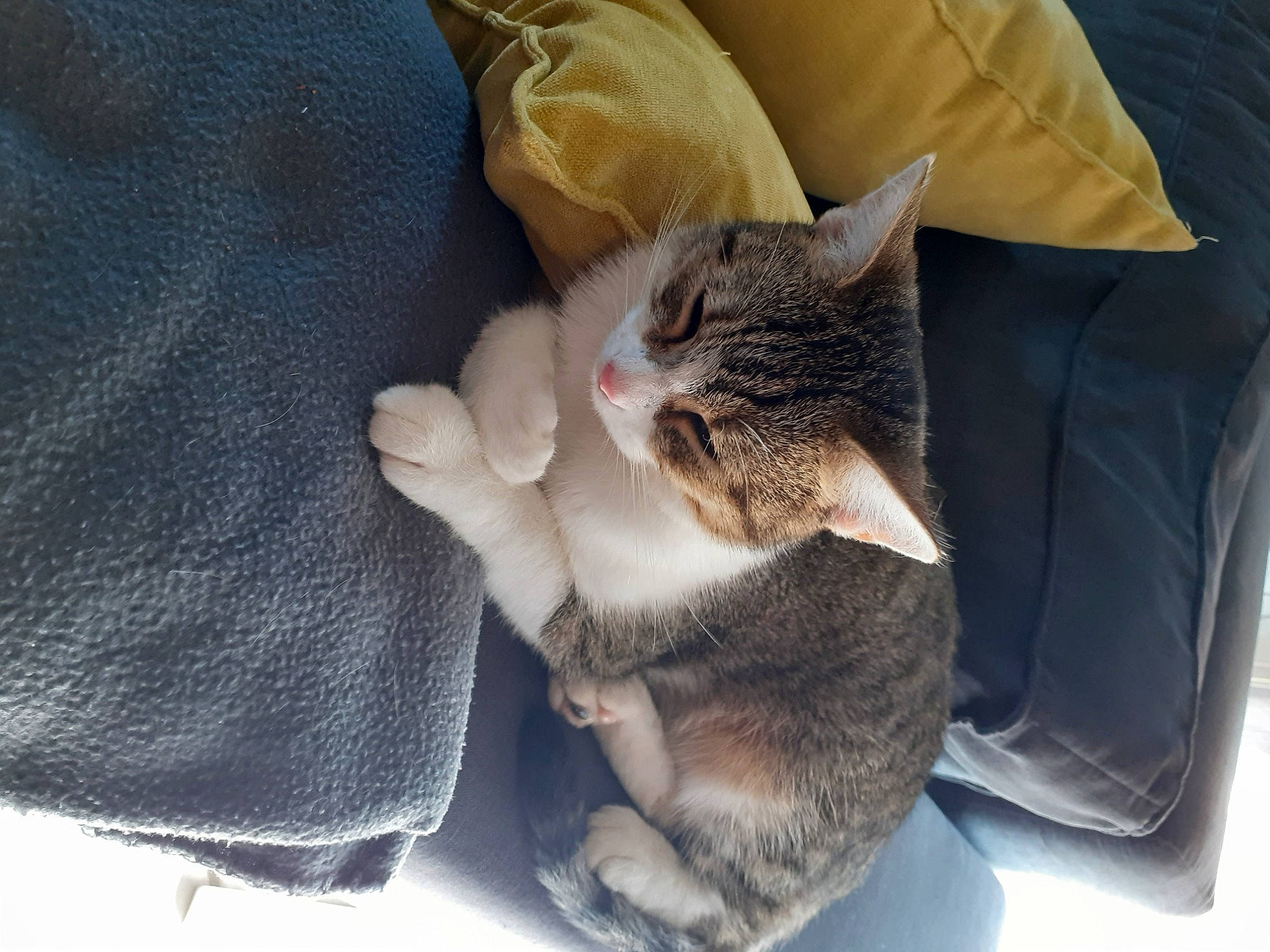 Bubulle participe au concours pour gagner de l'argent avec cette photo : bag, carnivore, cat, claw, comfort, denim, domestic_short_haired_cat, fawn, felidae, fur, grey, human_leg, nap, paw, sleeve, small_to_medium_sized_cats, snout, tail, textile, whiskers