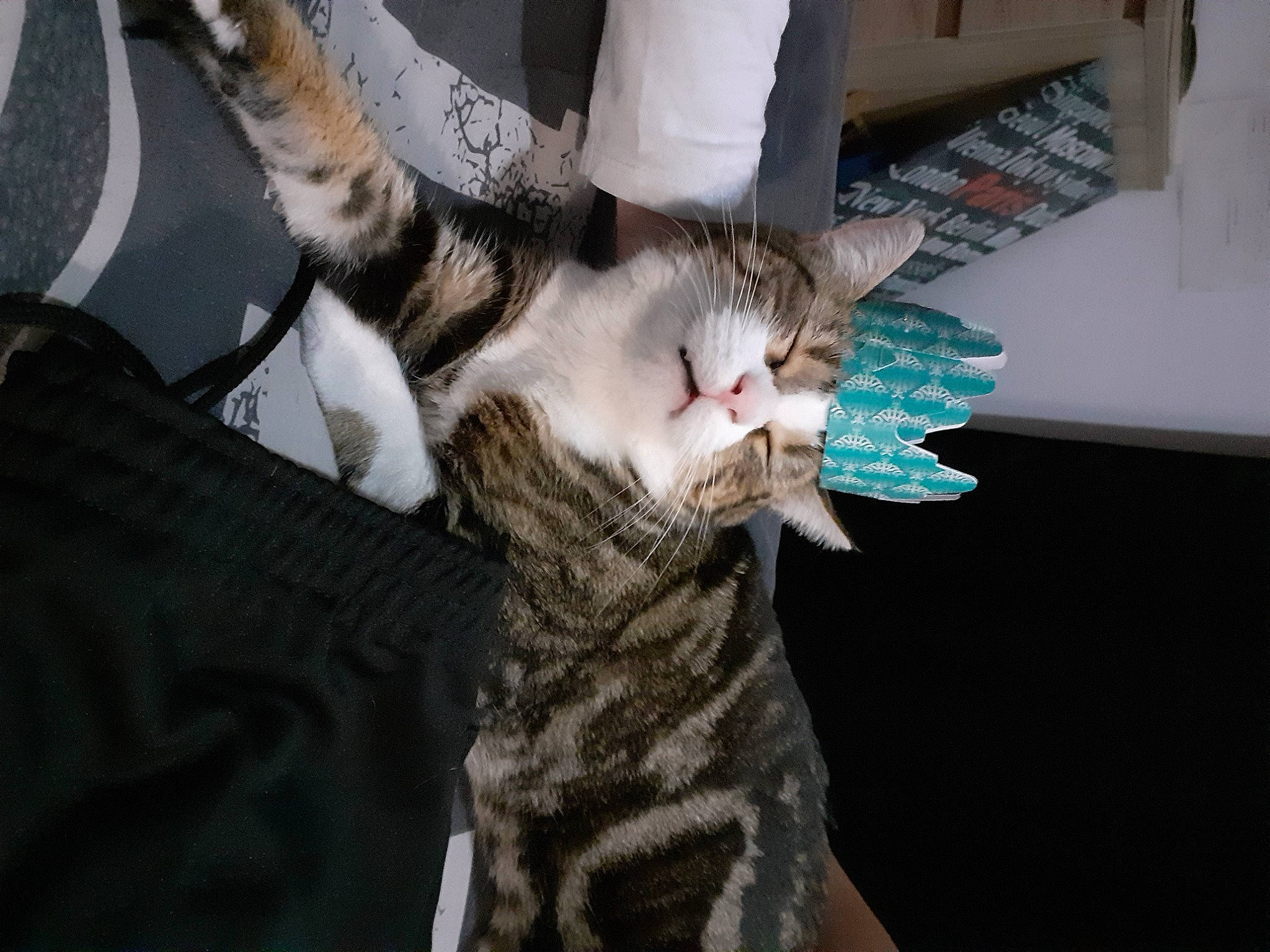 Rocket participe au concours pour gagner de l'argent avec cette photo : carnivore, cat, claw, comfort, domestic_short_haired_cat, felidae, fur, gesture, jaw, paw, small_to_medium_sized_cats, tail, whiskers