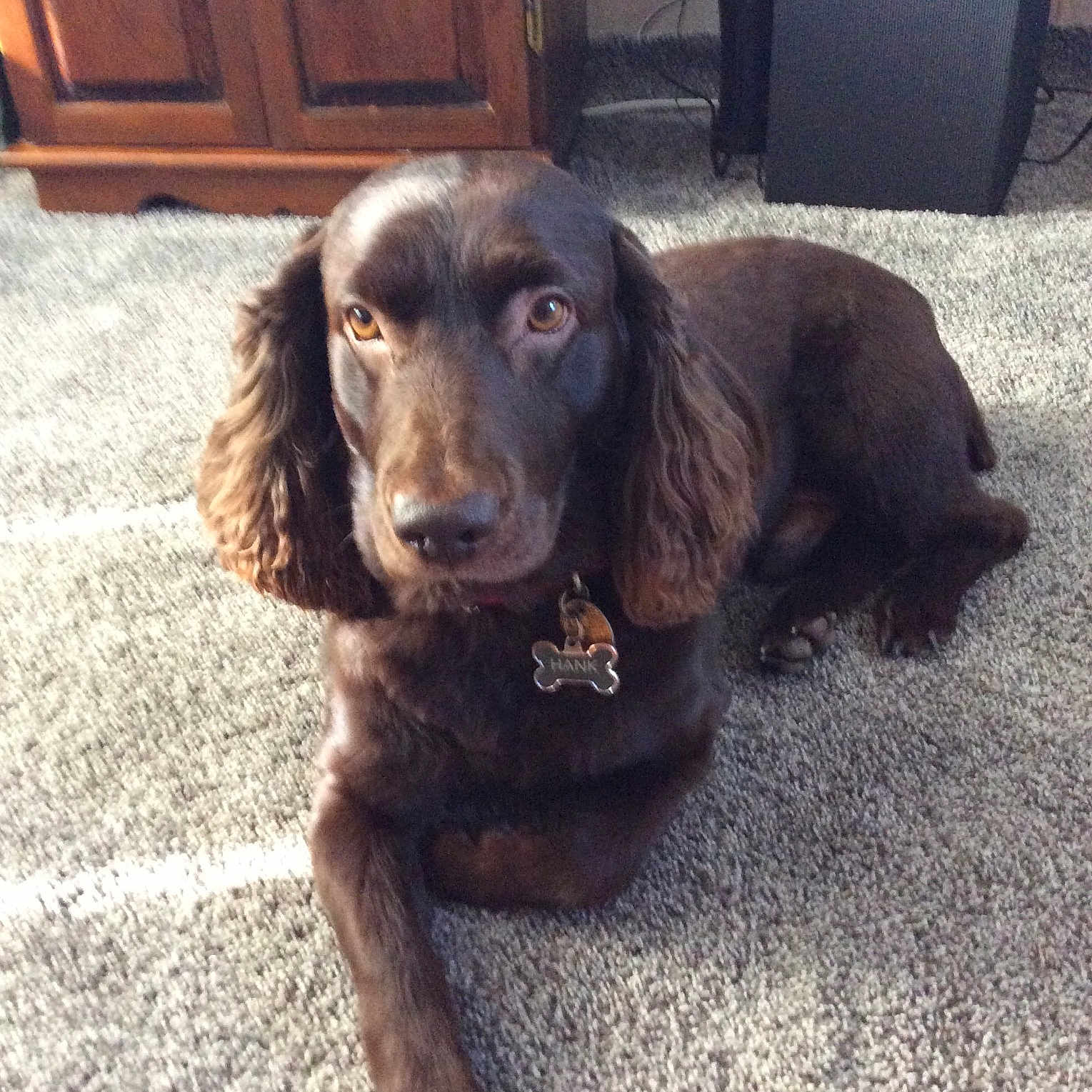 Hank