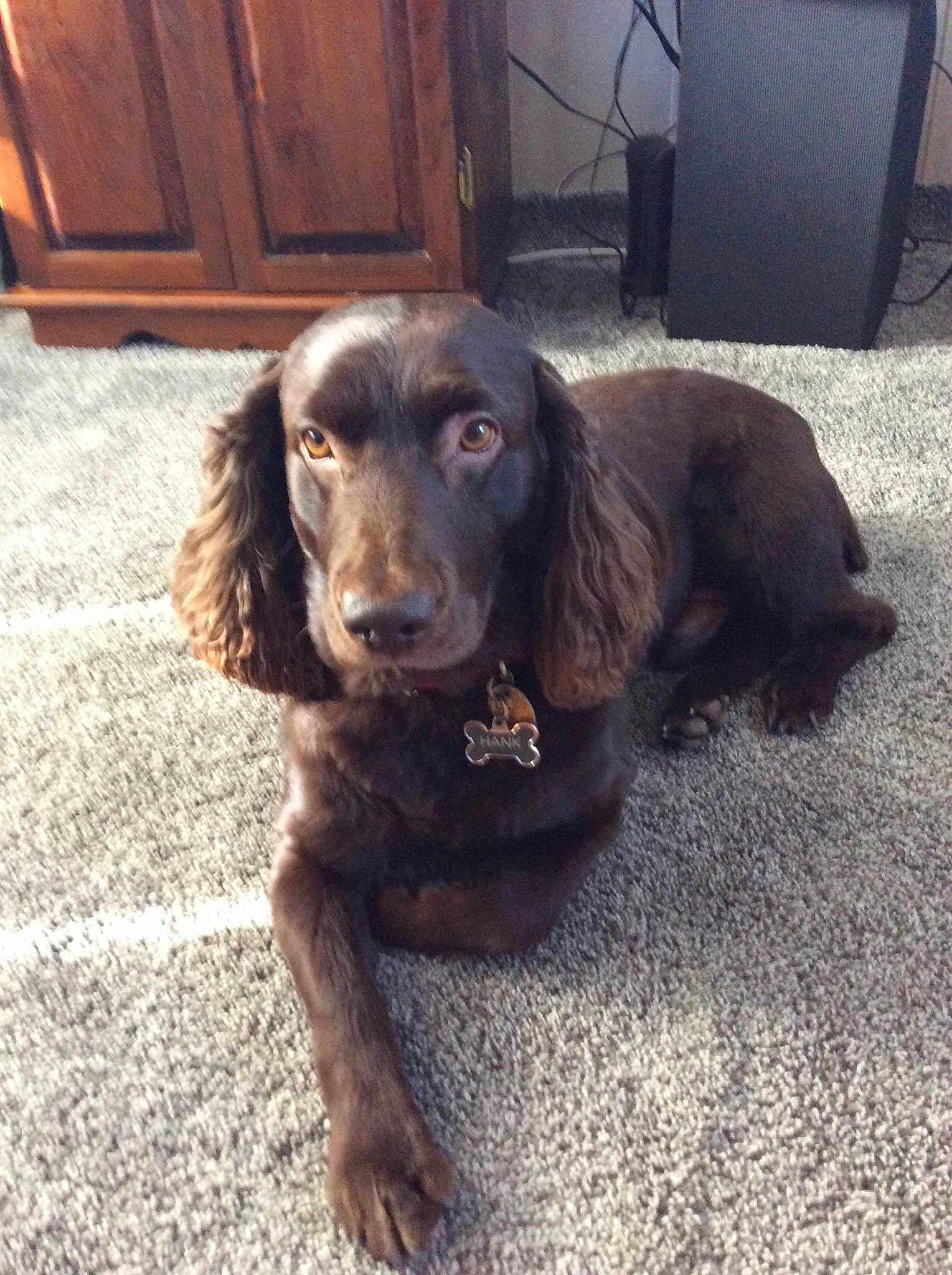 Hank