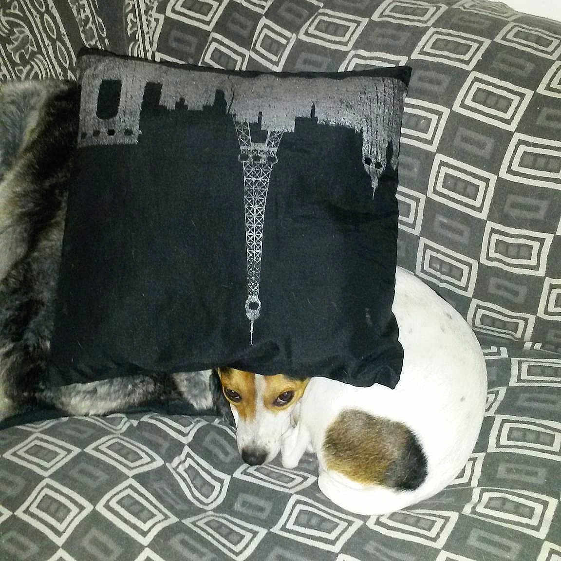 Iako participe au concours pour gagner de l'argent avec cette photo :