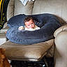 William is registered to the contest to win money with this photo: baby, infant, nursing_pillow, couch, recliner, furniture, indoor, home, child, person, face, blanket, window_blinds, wooden_blinds, pet, dog, fur, clothing, comfort, seated