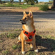 Ace participe au concours pour gagner de l'argent avec cette photo : dog, orange_harness, outdoor, grass, dirt, sunlight, tree, sky, cloud, animal, pet, canine, sitting, nature, daytime, ears_up, alert, cute, young_dog, shiba_inu