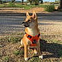 dog, orange_harness, outdoor, grass, dirt, sunlight, tree, sky, cloud, animal, pet, canine, sitting, nature, daytime, ears_up, alert, cute, young_dog, shiba_inu