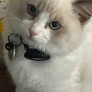 Mushu is registered to the contest to win money with this photo: cat, fluffy, white, blue_eyes, collar, pet, indoor, curious, close_up, fur, animal, mammal, whiskers, face, ears, cute, domestic, feline, tag, looking