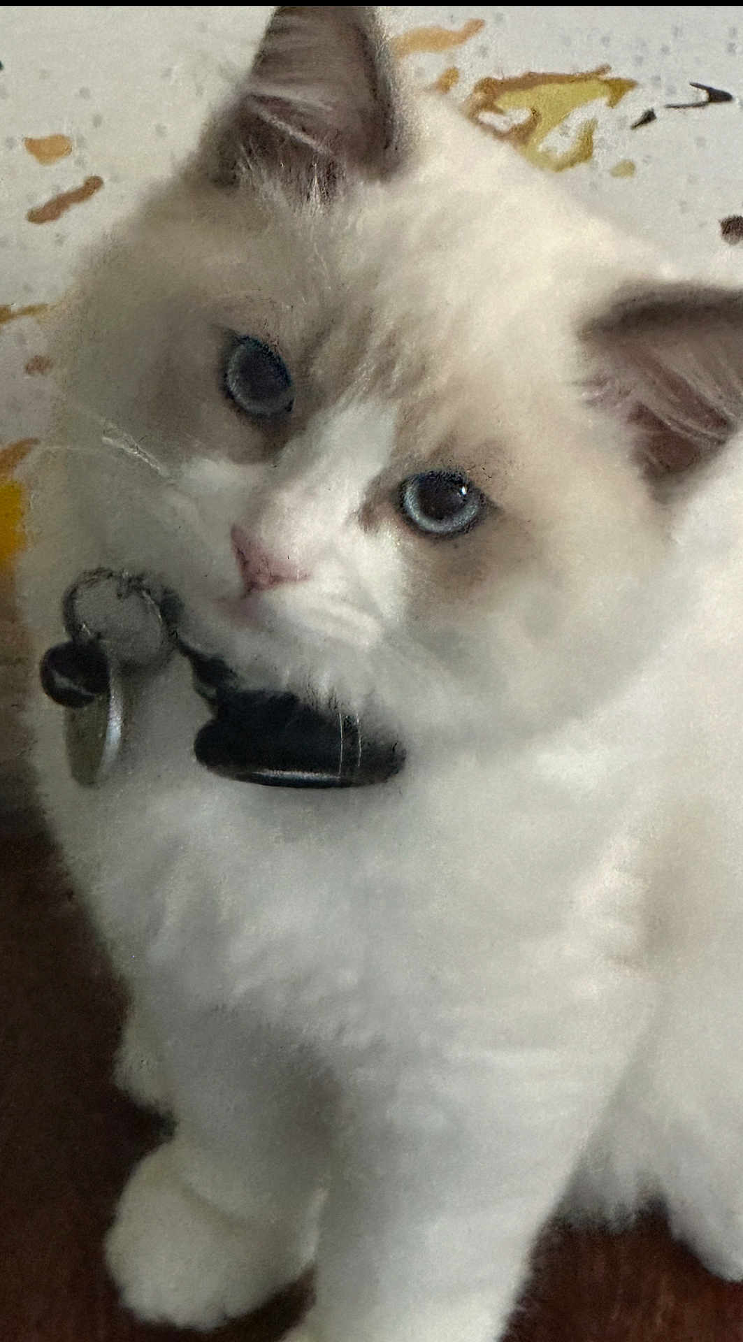 Mushu is registered to the contest to win money with this photo: cat, fluffy, white, blue_eyes, collar, pet, indoor, curious, close_up, fur, animal, mammal, whiskers, face, ears, cute, domestic, feline, tag, looking