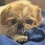 dog, small_dog, close_up, resting, blue_fabric, polka_dot, fur, paw, cute, pet, animal, indoor, face, whiskers, sleepy, brown_fur, beige_fur, cozy, companion, expression