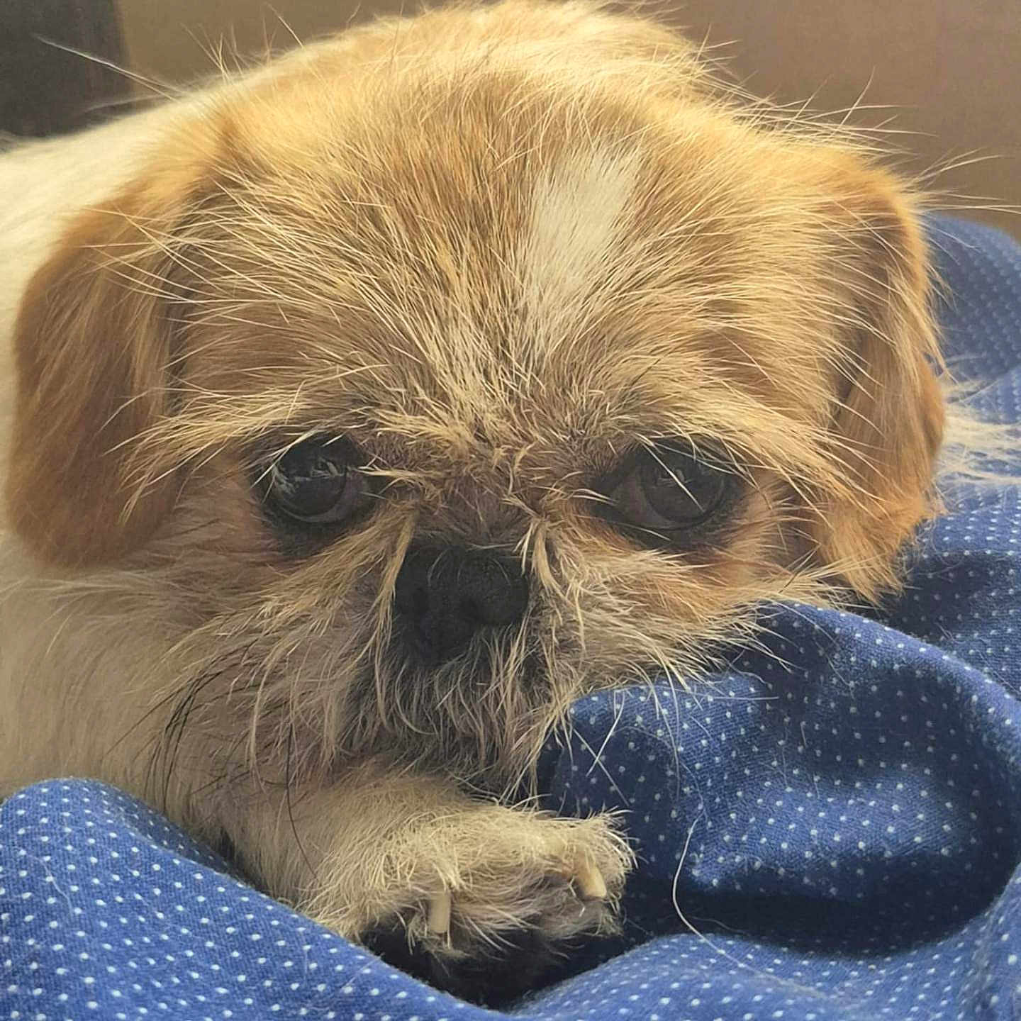Bentley'S joined the competition — help win amazing prizes! animal, beige_fur, blue_fabric, brown_fur, close_up, companion, cozy, cute, dog, expression, face, fur, indoor, paw, pet, polka_dot, resting, sleepy, small_dog, whiskers