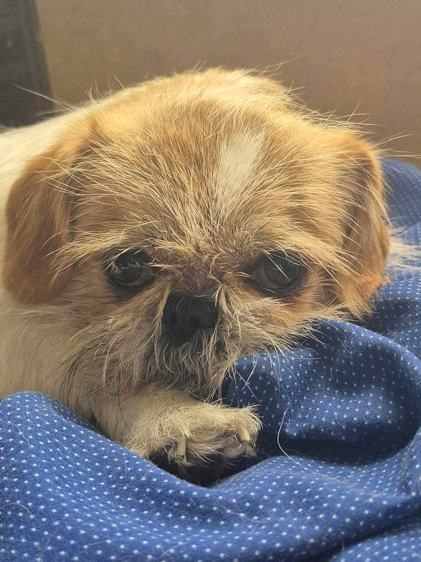 Bentley'S joined the competition — help win amazing prizes! dog, small_dog, close_up, resting, blue_fabric, polka_dot, fur, paw, cute, pet, animal, indoor, face, whiskers, sleepy, brown_fur, beige_fur, cozy, companion, expression