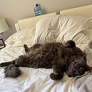 Jetta is registered to the contest to win money with this photo: cat, gray_cat, fluffy, bed, pillow, blanket, towel, bedroom, lamp, nightstand, water_jug, framed_photo, remote_control, paw, tail, whiskers, relaxed, lying_on_back, yellow_eyes, domestic_pet