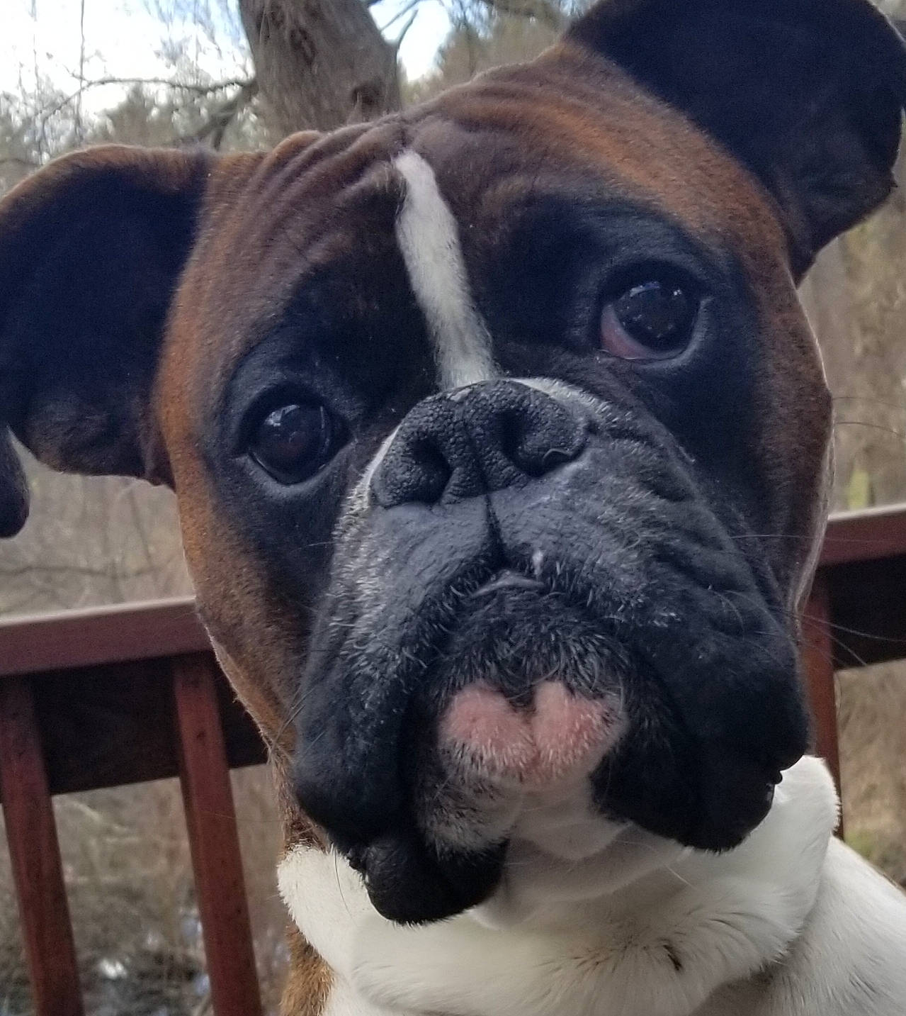 Max is registered to the contest to win money with this photo: bulldog, canidae, carnivore, collar, companion_dog, dog, dog_breed, dog_collar, ear, eye, fawn, molosser, plant, snout, sporting_group, stool, tree, whiskers, working_animal, wrinkle