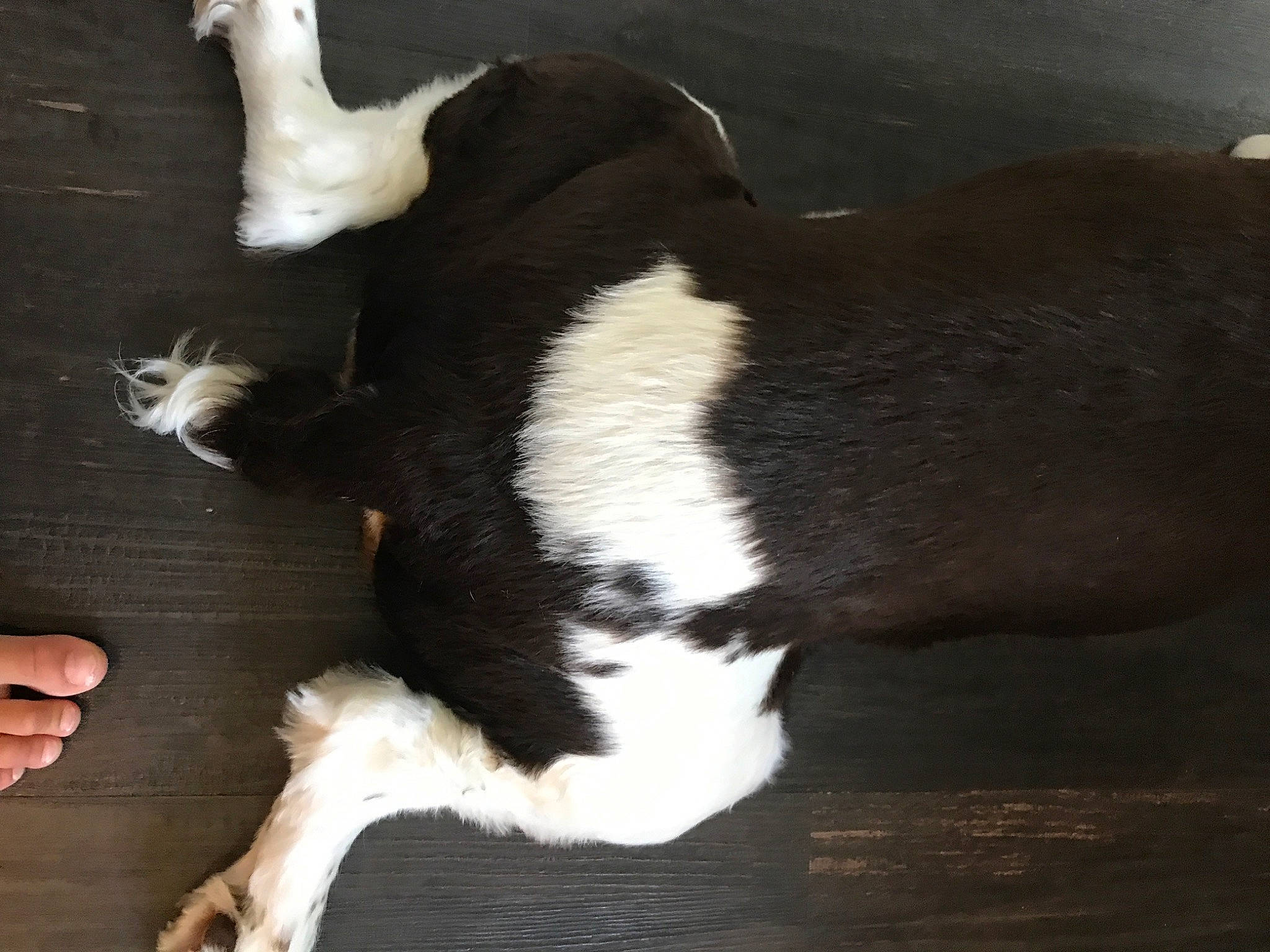 Lucy joined the competition — help win amazing prizes! canidae, carnivore, cat, claw, comfort, companion_dog, dog_breed, domestic_short_haired_cat, felidae, fur, hardwood, human_leg, paw, small_to_medium_sized_cats, tail, terrestrial_animal, whiskers, wood