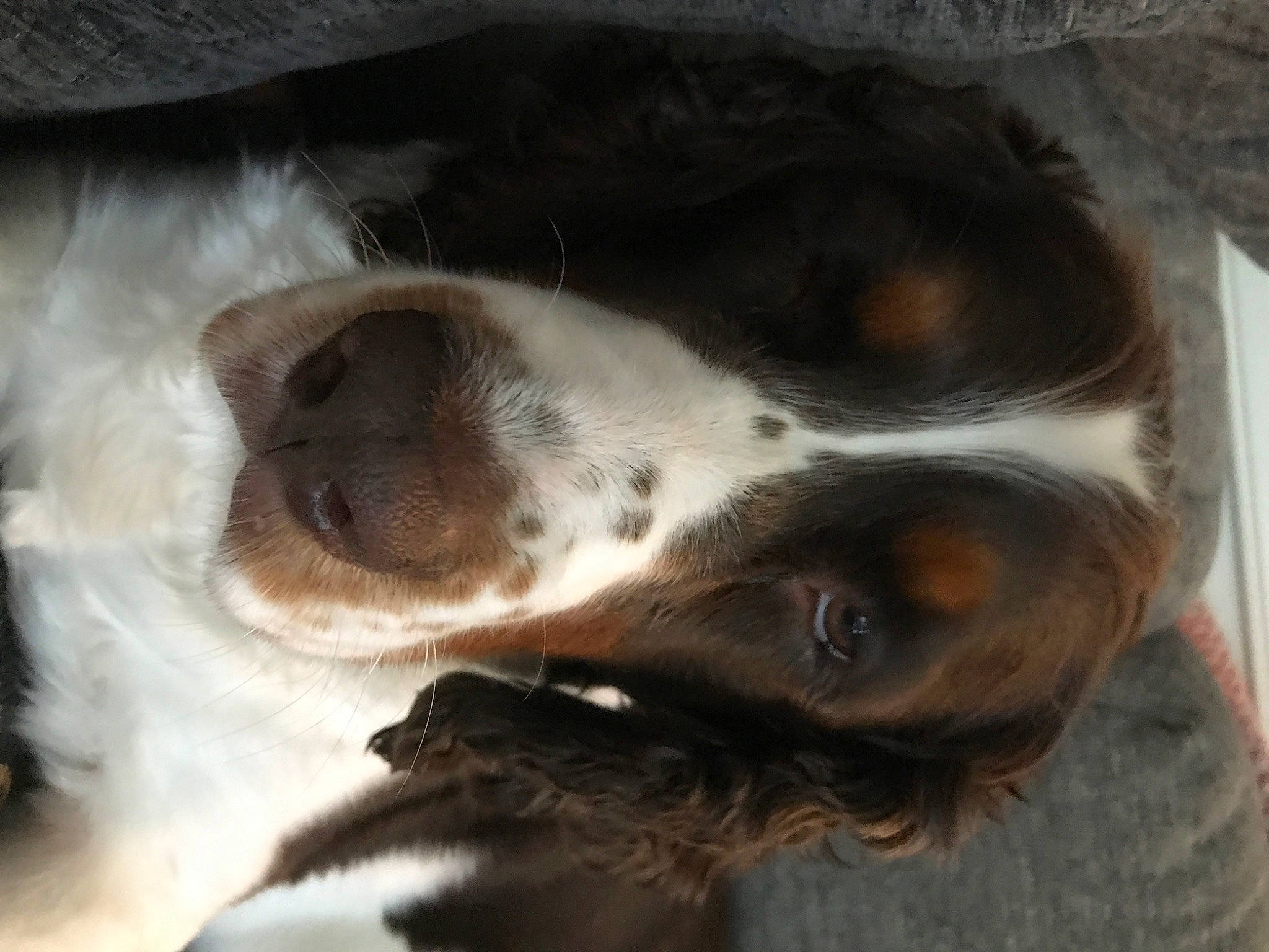 Lucy is registered to the contest to win money with this photo: canidae, carnivore, companion_dog, dog, dog_breed, ear, fur, gun_dog, liver, non_sporting_group, paw, snout, sporting_group, terrestrial_animal, whiskers, working_animal