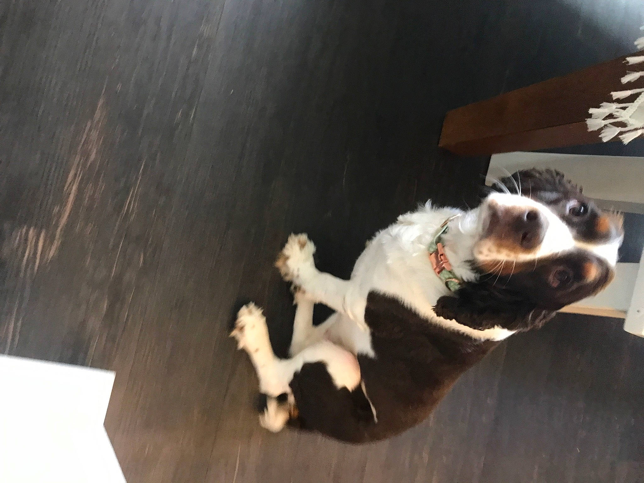 Lucy is registered to the contest to win money with this photo: canidae, carnivore, collar, companion_dog, dog, dog_breed, dog_collar, fawn, flooring, fur, hardwood, non_sporting_group, paw, pet_supply, sporting_group, tail, whiskers, wood, working_animal, working_dog