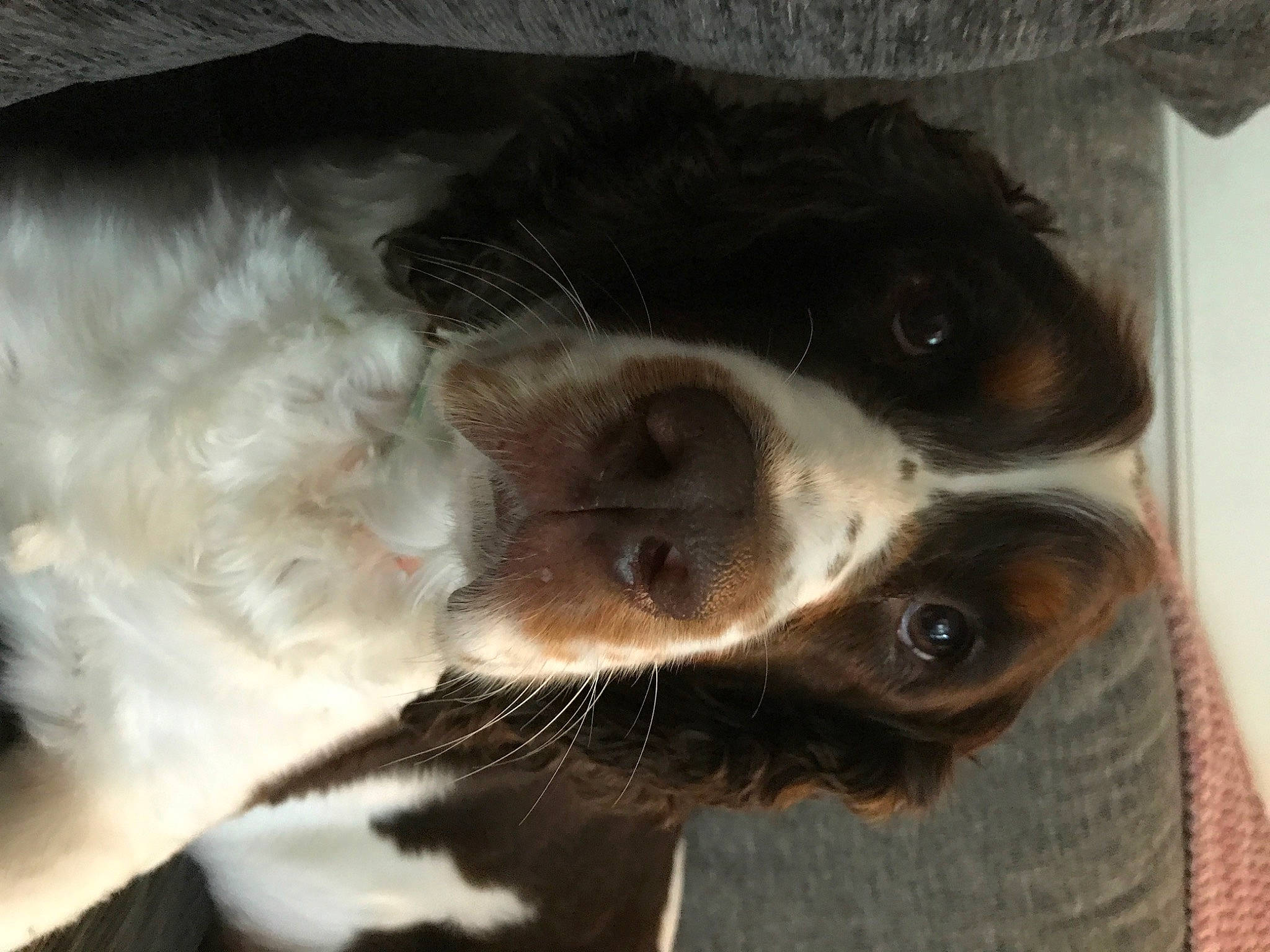 Lucy is registered to the contest to win money with this photo: border_collie, boston_terrier, canidae, carnivore, companion_dog, dog, dog_breed, ear, fur, liver, non_sporting_group, paw, snout, sporting_group, whiskers, working_animal