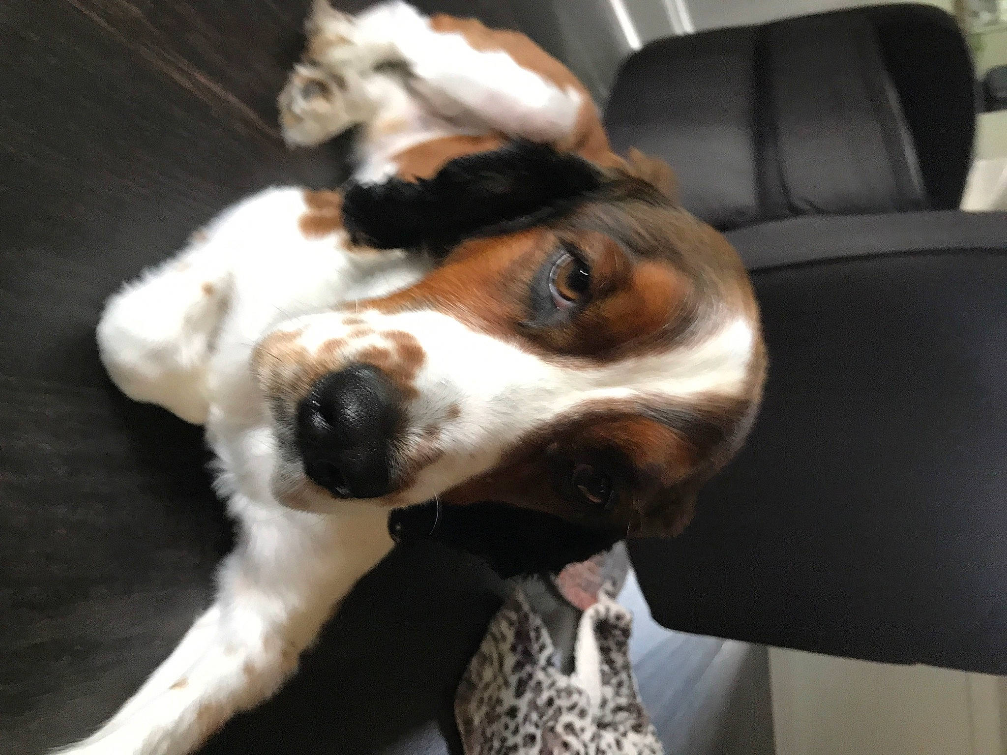 Charlie joined the competition — help win amazing prizes! auto_part, beagle, canidae, car_seat, car_seat_cover, carnivore, comfort, companion_dog, dog, dog_breed, fur, head_restraint, paw, scent_hound, snout, sporting_group, toy_dog, vehicle_door, whiskers, working_animal