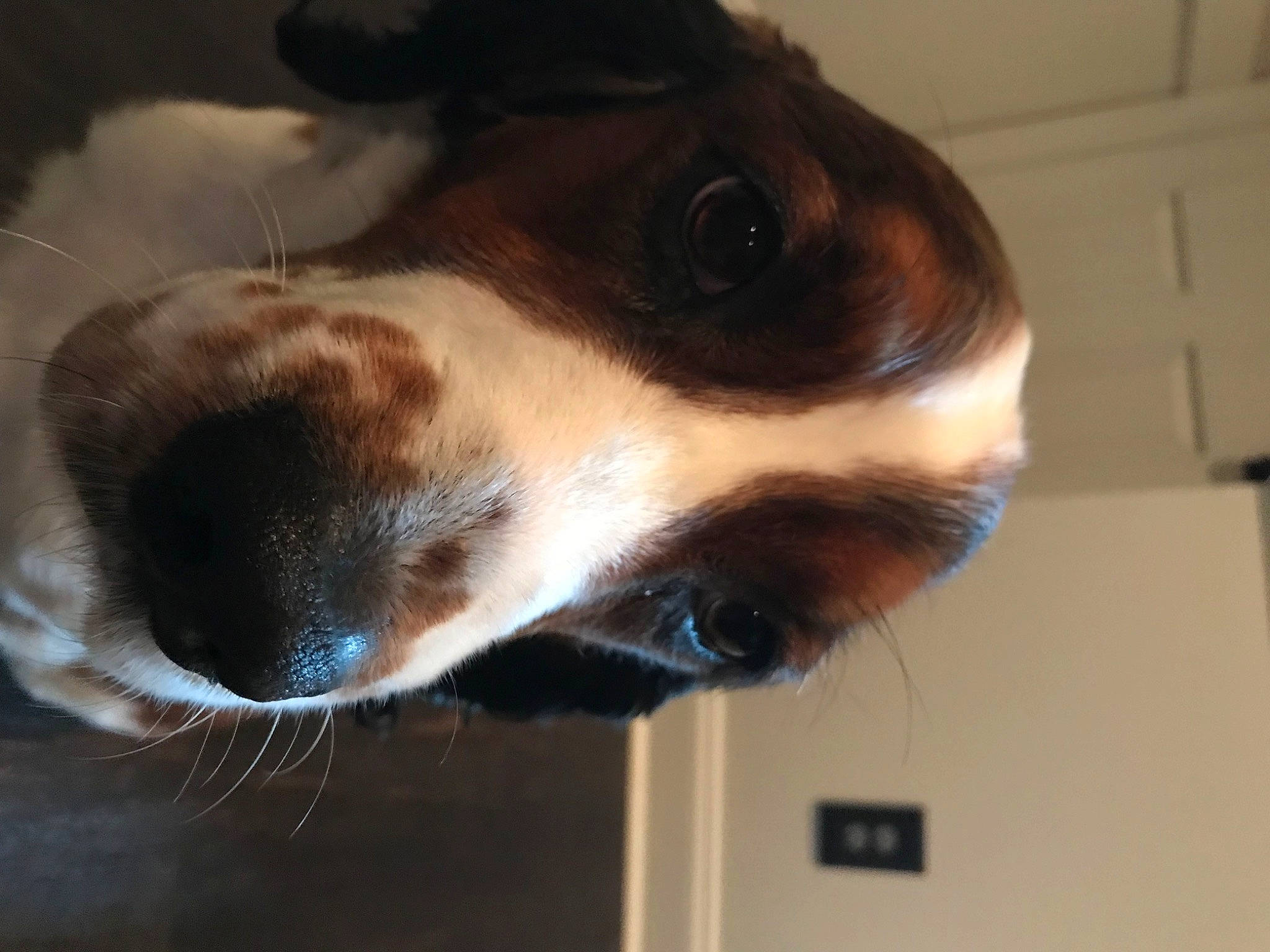 Charlie is registered to the contest to win money with this photo: canidae, carnivore, collar, companion_dog, dog, dog_breed, dog_collar, ear, eyewear, fawn, fur, jaw, liver, paw, pet_supply, snout, sporting_group, wall_plate, whiskers, working_animal