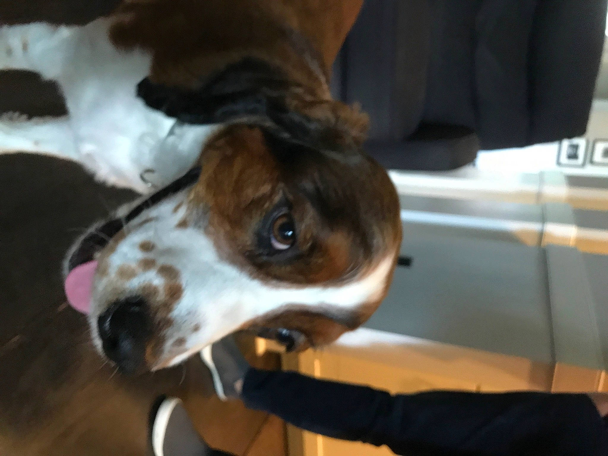 Charlie joined the competition — help win amazing prizes! carnivore, collar, companion_dog, dog, dog_breed, dog_collar, ear, hunting_dog, liver, non_sporting_group, pet_supply, scent_hound, whiskers, working_animal