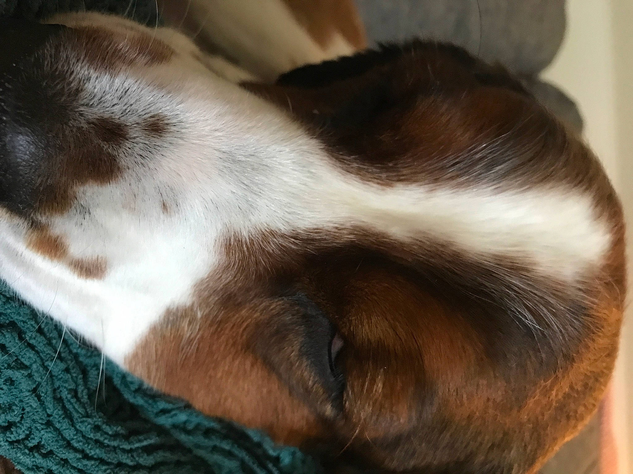 Charlie joined the competition — help win amazing prizes! canidae, carnivore, comfort, companion_dog, dog, dog_breed, ear, fawn, felidae, fur, liver, paw, small_to_medium_sized_cats, snout, sporting_group, tail, vertebrate, whiskers, wood, working_animal